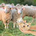 Pikkukuva 2 / 4: 2024-vuoden ajeltu villainen lampaan pehmolelu, söpö täytetty eläin irrotettavilla vaatteilla, plushie-hahmo, ystävänpäivän syntymäpäivälahjat Hy