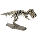 Miniatyrbild 4 av 5: Tyrannosaurus Rex Skelett Dinosaurie Djur Samlare Dekor Modell Leksak