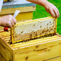 Miniatyrbild 5 av 7: 304 Rostfritt Stål Bihusverktyg Skrapa Biodling Utrustning Verktyg för Biodlare 1