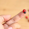 Miniatyrbillede 5 af 5: 100 X Kunst og Håndværk Sticky Back Selvhæftende Stick On Ladybirds Ladybug