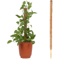 Pikkukuva 5 / 5: Taivutettavat kookospähkinäkuitu kasvitukikepit, kasvitukikepit juna Monstera Philodendron Pothos Kiipeilykasvit Kasvavat | Ruukku Kasvituki Juna Ind