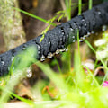 Miniatyrbilde 2 av 2: Dryppslange 15 m_NN