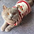 Miniatyrbillede 4 af 6: Kattesweater Jul Julemand Kæledyr Kat Vinter Strik Varmt Tøj