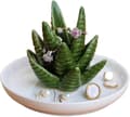 Aloe ringram, kaktus ringplatta, smyckesram, ring, örhänge, halsband, brudens julklapp