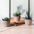 Miniatyrbillede 6 af 6: 3 stk. Kunstige sukkulenter/Kunstig kaktus/Simulerede kaktus potteplanter Hjem Bonsai Dekoration Have Grønt
