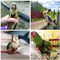 Miniatyrbild 5 av 5: Papegoja Flygrep Anti Bite Flygrep Dragrep Tigerhud Xuanfeng Fågel Gårrep Ut Träningsrep Fågeltillbehör-röd-M