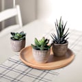 Miniatyrbillede 5 af 6: 3 stk. Kunstige sukkulenter/Kunstig kaktus/Simulerede kaktus potteplanter Hjem Bonsai Dekoration Have Grønt