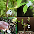Miniatyrbillede 6 af 6: 100 stk. podningsclips til planter, havepodningsclips til tomat, grøntsag, blomsterstængelforbindelse