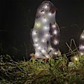 Miniatyrbilde 6 av 6: 3 stk. Julepingvin Akryl 50 LED Lysende Utendørs Figur Dekor (Liten)