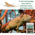 Miniatyrbild 3 av 5: 2 st Mesh Reptil Hängmattor För Snake Lizard Reptil Lizards Snake Hängmatta Lizard Lounger Corner Reptil Hängmatta Med sugkopp Bärbar Andas M