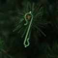 Miniatyrbild 3 av 4: 10 julgransprydnadskrokar Små julkrokar S