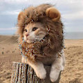 Miniatyrbild 2 av 6: Roliga kläder för katter Lejonman Kattdräkt Lejonperuk Cap för jul husdjur Halloween kostymer