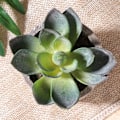Miniatyrbillede 3 af 6: 3 stk. Kunstige sukkulenter/Kunstig kaktus/Simulerede kaktus potteplanter Hjem Bonsai Dekoration Have Grønt