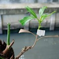 Miniatyrbillede 5 af 6: 100 stk. podningsclips til planter, havepodningsclips til tomat, grøntsag, blomsterstængelforbindelse