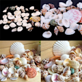 Miniatyrbild 8 av 8: 100g Beach Mixed SeaShell Mix Sea Shells Shell Craft SeaShell