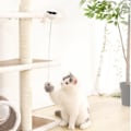 Miniatyrbild 1 av 10: Automatisk intelligent lyftbollkattleksak 1st