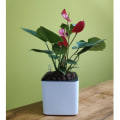Miniatyrbild 3 av 5: Självvattnande Plastblomkruka med Vattennivåindikator Vit L