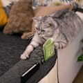 Miniatyrbild 2 av 4: Kattklösmatta Klösskydd Soffa För Katt, Soffa Kattklösmatta, Möbelskydd, Klösskydd För Klädda Möbler (130x45cm)