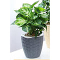 Miniatyrbild 2 av 5: Självvattnande lat plast blomkruka korg blomkruka grå s