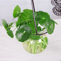 Miniatyrbild 4 av 5: Hydroponisk Fjärilsform Transparent Växt Hängande Blomvas Behållare En