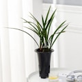 Miniatyrbild 3 av 5: Plastblomkrukor för orkidéplantering M