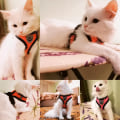 Miniatyrbild 3 av 6: Kattsele väst Walking lead koppel för hundvalpar black L(4-6 kg)