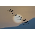 Pikkukuva 2 / 2: Flamingos At Sunrise MultiColor 70x100 cm