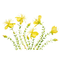Pikkukuva 1 / 2: Hypericum MultiColor 50x70 cm