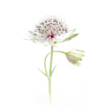 Pikkukuva 1 / 2: Simply Astrantia MultiColor 50x70 cm
