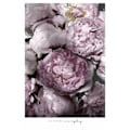 Miniatyrbillede 1 af 2: Life Blooms Everyday Peonies MultiColor 50x70 cm