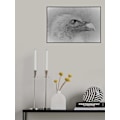 Miniatyrbillede 2 af 2: Bald Eagle MultiColor 70x100 cm