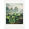 Miniatyrbild 2 av 2: A Group Of Auriculas From The Temple Of Flora 2 (1807) MultiColor 70x100 cm