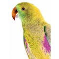 Miniatyrbillede 2 af 2: Polly MultiColor 50x70 cm