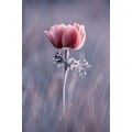 Miniatyrbillede 2 af 2: Pink ! So What ? MultiColor 70x100 cm