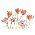Pikkukuva 2 / 2: Aprikoosintulppaanit MultiColor 70x100 cm
