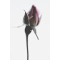 Miniatyrbillede 1 af 2: Elegant Rose I MultiColor 21x30 cm