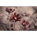 Pikkukuva 2 / 2: Cosmos 2019 MultiColor 70x100 cm