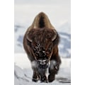 Miniatyrbillede 2 af 2: Bison på vej MultiColor 50x70 cm