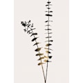 Miniatyrbillede 2 af 2: Eukalyptus Mørk Guld MultiColor 70x100 cm