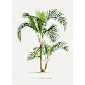 Miniatyrbillede 1 af 2: Xvi Hyophorbe I MultiColor 70x100 cm