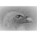 Miniatyrbillede 1 af 2: Bald Eagle MultiColor 50x70 cm