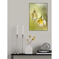 Miniatyrbild 2 av 2: Tulipa MultiColor 30x40 cm