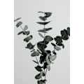 Miniatyrbild 1 av 2: Eucalyptus Natural 01 MultiColor 50x70 cm