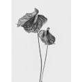 Pikkukuva 1 / 2: Anthurium MultiColor 21x30 cm