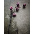 Pikkukuva 1 / 2: The Elegant Tulip MultiColor 30x40 cm