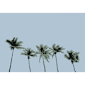 Miniatyrbild 1 av 2: Palms Blue MultiColor 30x40 cm