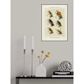 Miniatyrbild 1 av 2: Salmon Fliee 1892 MultiColor 21x30 cm