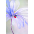Pikkukuva 1 / 2: Spring Lady MultiColor 30x40 cm