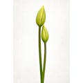 Miniatyrbillede 1 af 2: Tulip Time MultiColor 21x30 cm