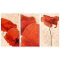 Miniatyrbild 1 av 2: Three Red MultiColor 50x70 cm